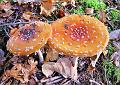 Wandeling van Monke en Judith op 21-10-2012 (65)